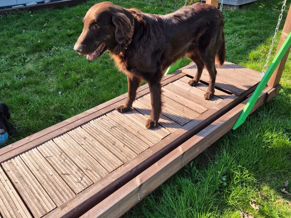 Brauner Hund läuft über eine Holzrampe