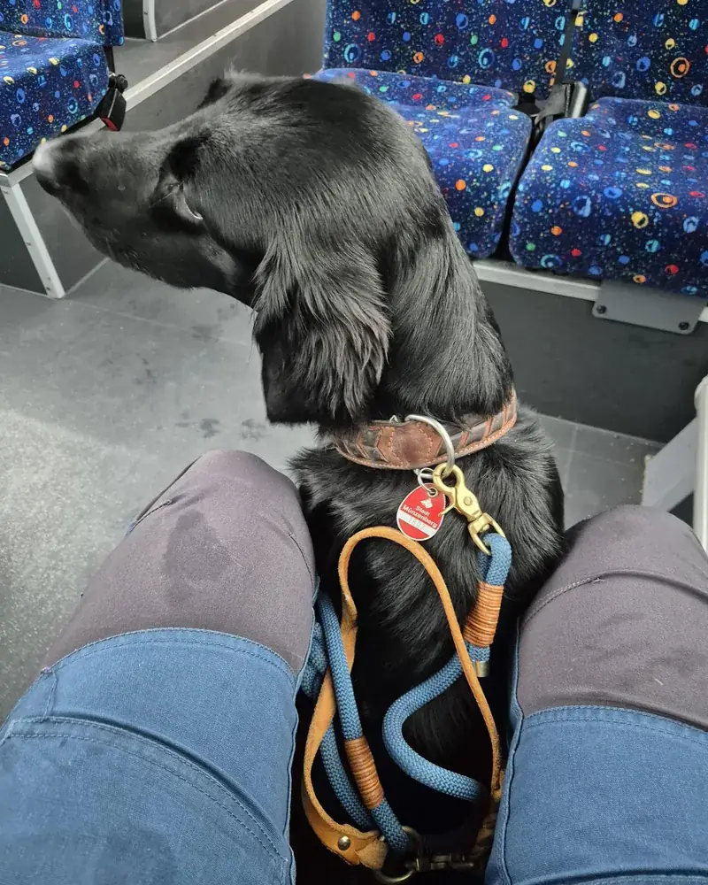 Hund lehnt sich im Bus an das Bein seines Menschen