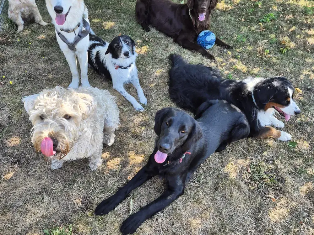 Sechs Hunde liegen im Schatten auf einer Wiese