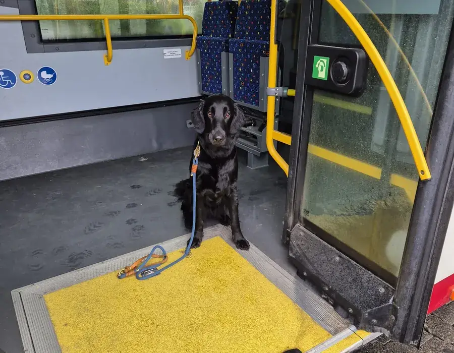 Hund wartet an der geöffneten Tür eines Linienbusses