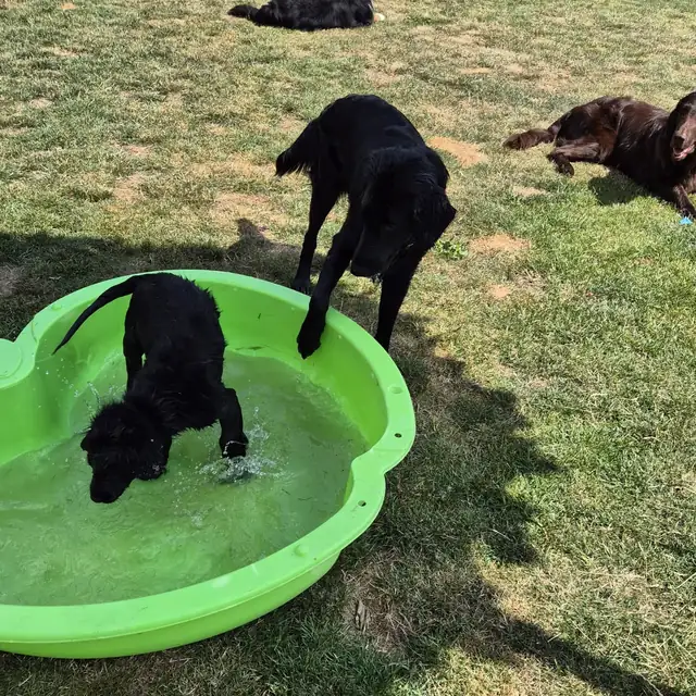 Schwarzer Hund steht im grünen Planschbecken, ein zweiter schaut ihm dabei zu