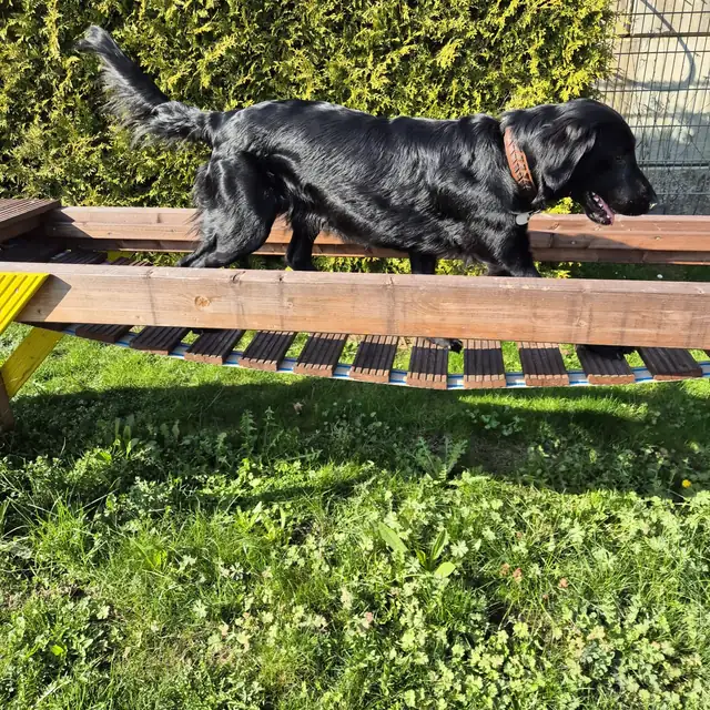 Schwarzer Hund läuft über einen schmalen Holzsteg