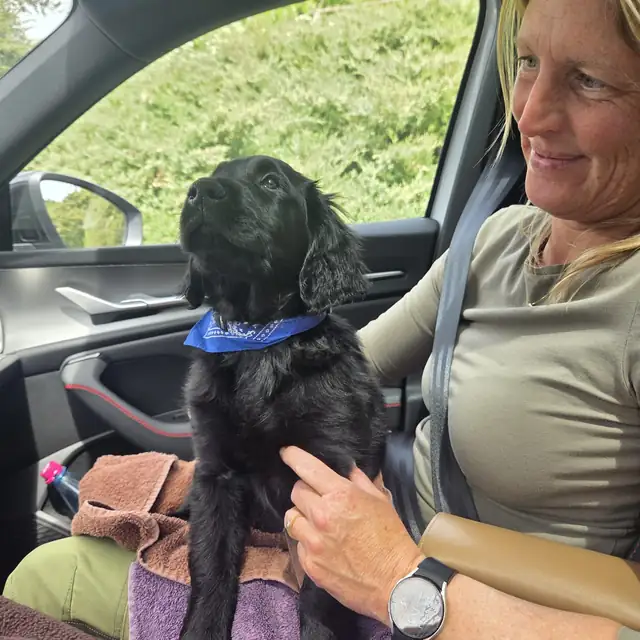 Junger schwarzer Hund sitzt bei Meike Morschel im Auto auf dem Schoß