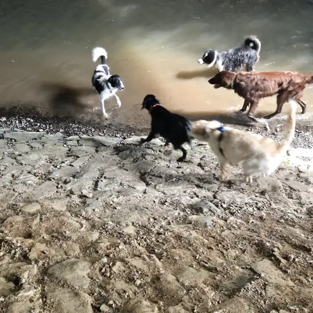Vier Hunde rennen über eine matschige Fläche