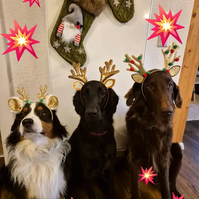 Drei Hunde mit Geweihreif sitzen nebeneinander vor weihnachtlicher Deko
