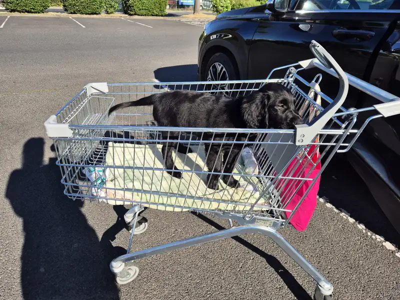 Zwei kleine Hunde sitzen zusammen in einem Einkaufswagen