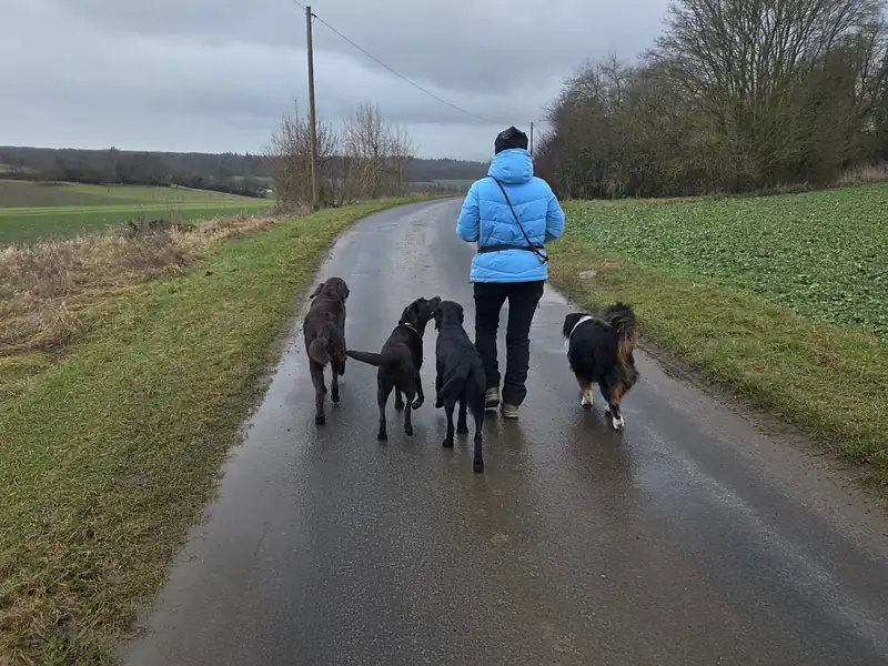 Meike Morschel geht mit fünf Hunden über einen nassen Feldweg