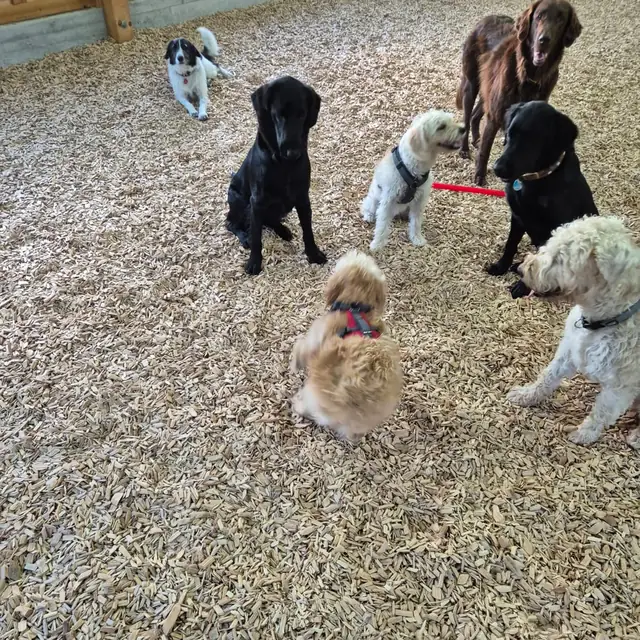 Sechs Hunde stehen und sitzen auf dem Hackschnitzelboden einer Halle
