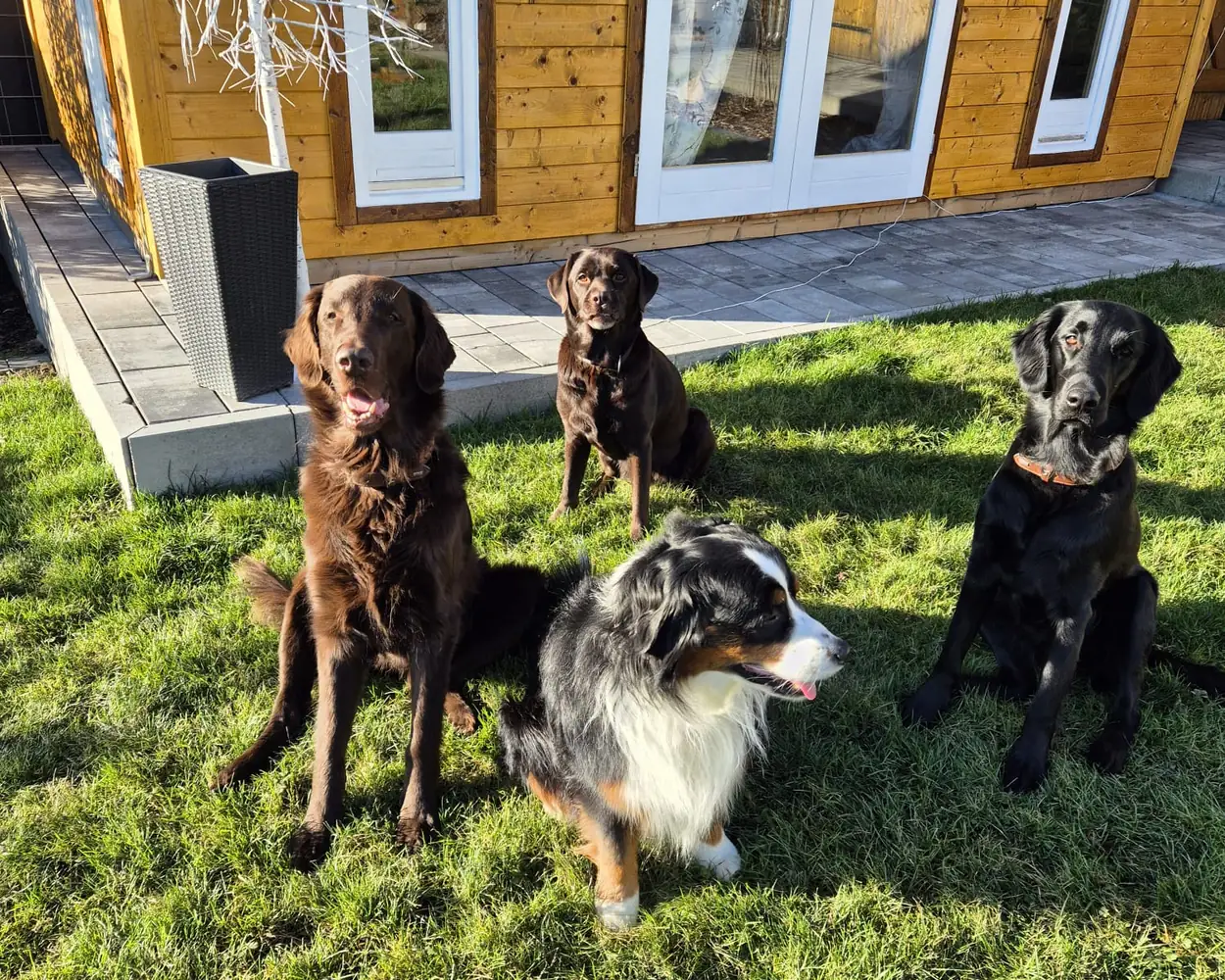 Vier Hunde sitzen nebeneinander im Gras vor der Holzhütte