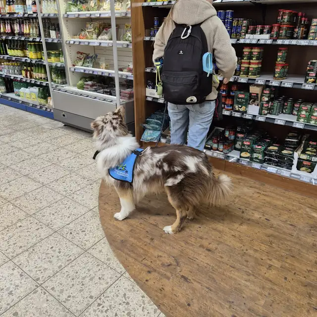 Hund mit Kenndecke wartet neben seinem Menschen im Regalgang