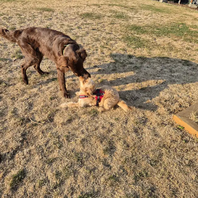 Großer brauner Hund und kleiner Hund beschnuppern sich auf der Wiese