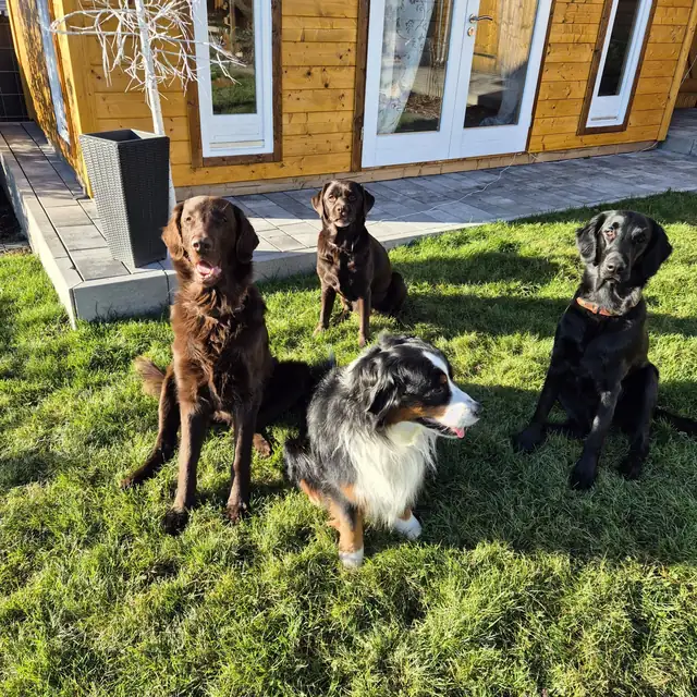 Vier Hunde sitzen nebeneinander im Gras vor der Holzhütte