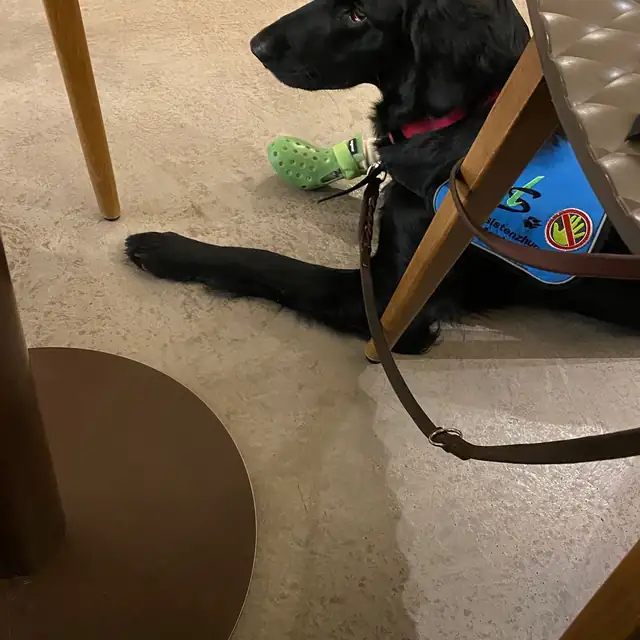 Schwarzer Hund liegt unter einem Tisch im Lokal