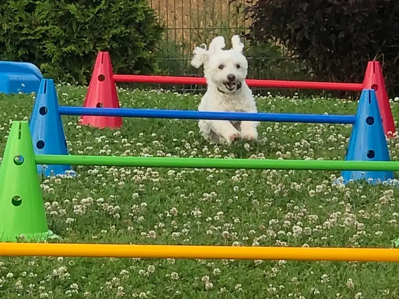 Kleiner weißer Hund springt über eine bunte Hürde auf der Wiese