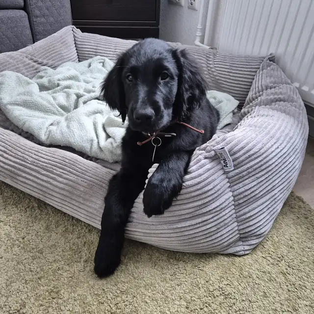 Schwarzer Hund liegt zusammengerollt in einem großen Hundebett