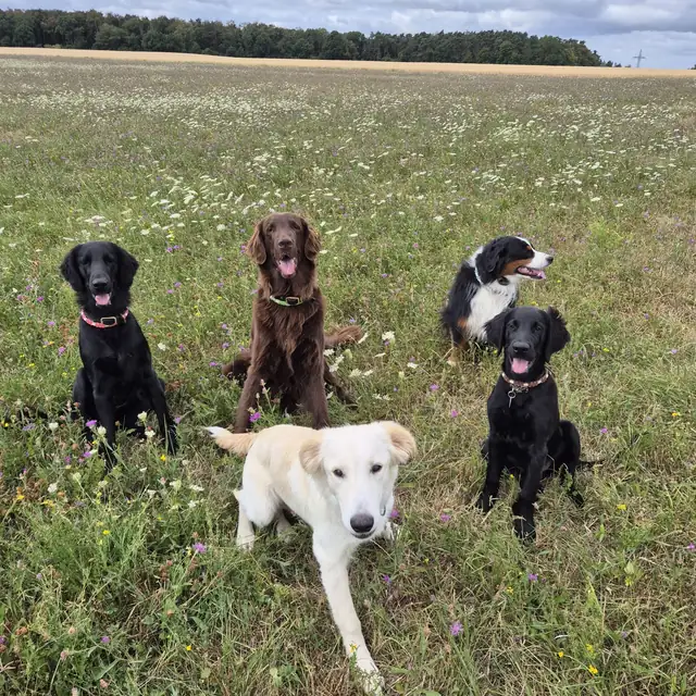 Fünf Hunde sitzen verteilt in einer blühenden Sommerwiese