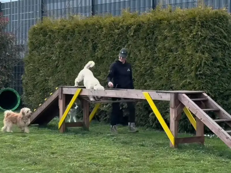 Blick über den Trainingsplatz mit Holzsteg und Wippe