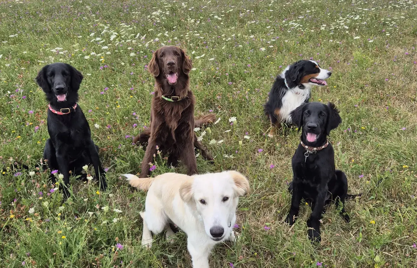 Vier Hunde sitzen in einer blühenden Sommerwiese