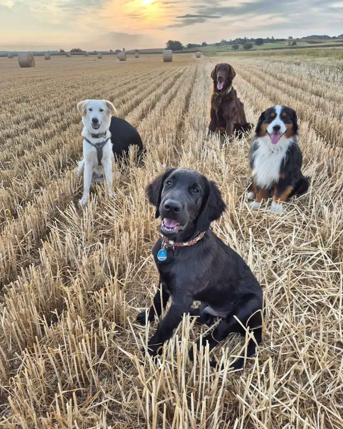 Drei Hunde sitzen bei Abendsonne auf einem abgeernteten Feld