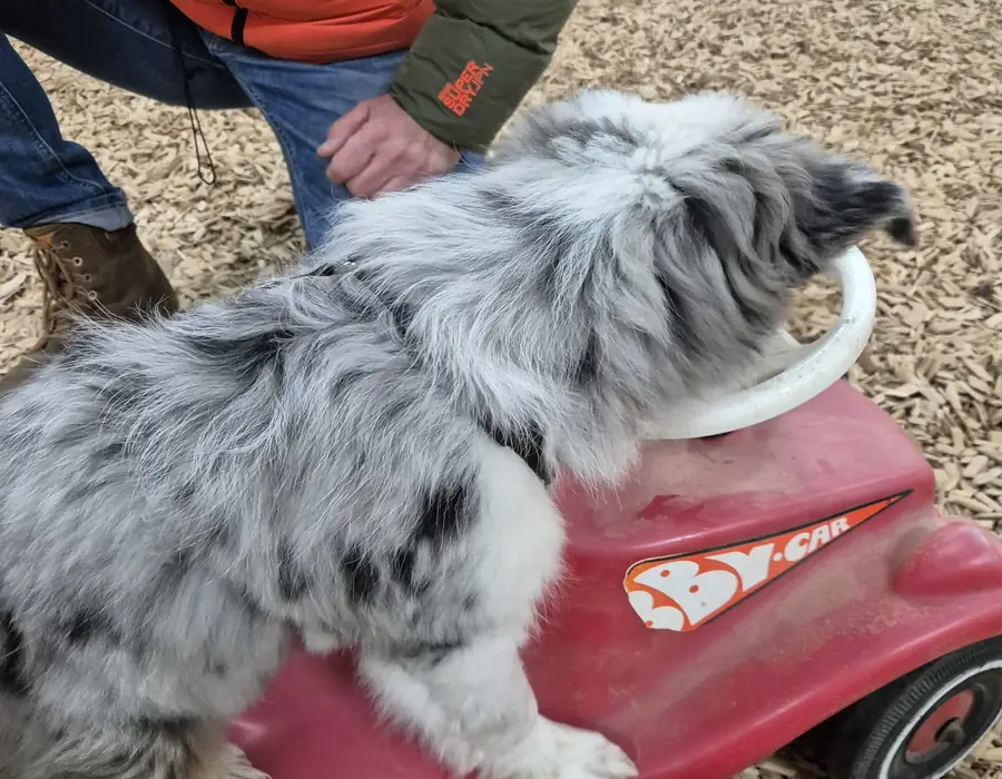 Australian Shepherd steht auf einem roten Spielfahrzeug