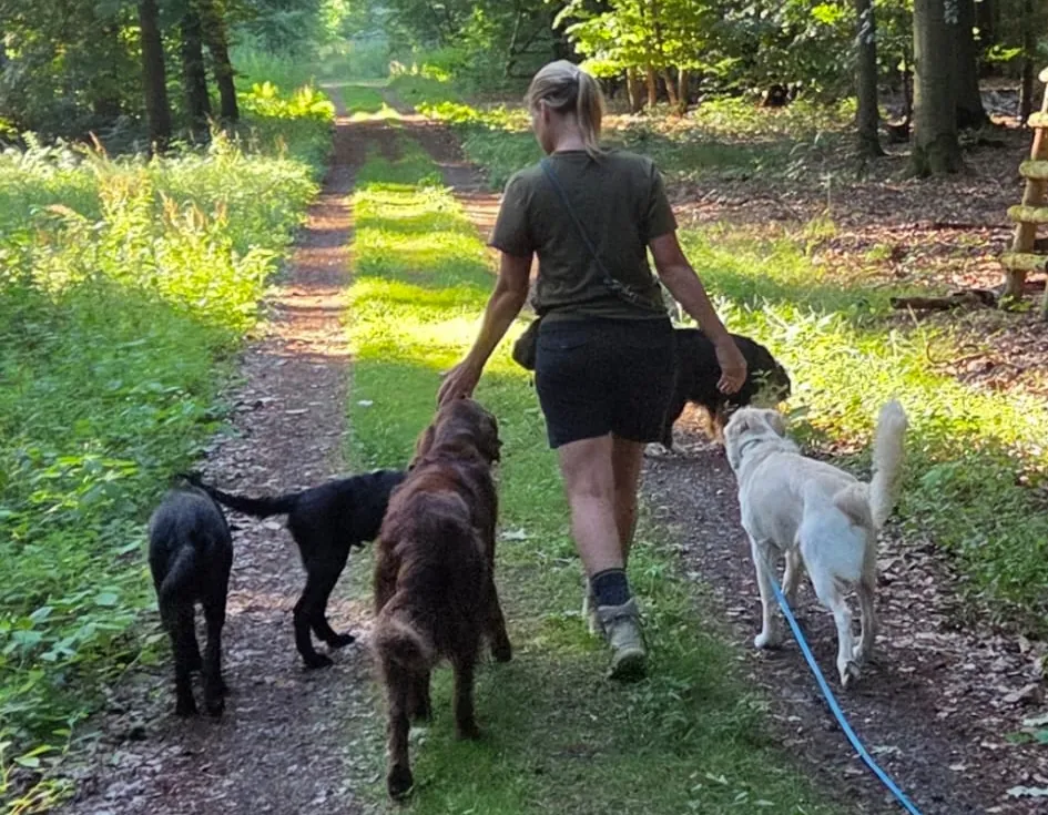 Meike Morschel geht mit vier Hunden über einen sonnigen Waldweg